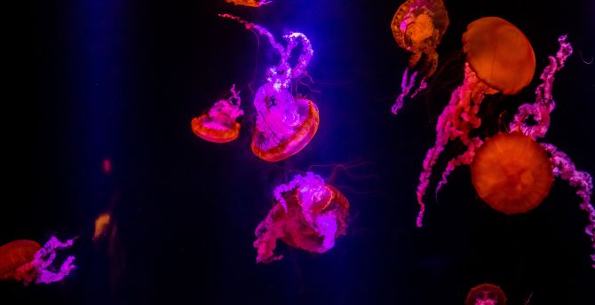 Jellyfish, underwater, orange glow, pink wallpaper