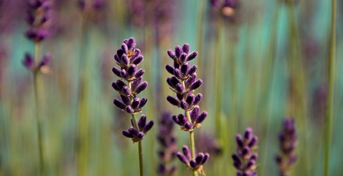 Violet, blur, Lavender, flowers, meadow wallpaper