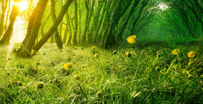Yellow flowers, meadow, landscape, poppy, nature wallpaper