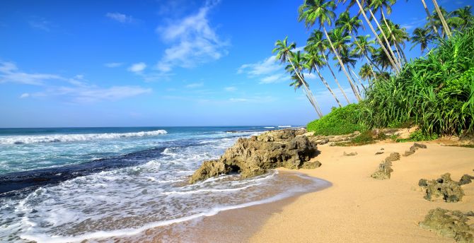 Beach, sea waves, tropical beach, palm tree wallpaper