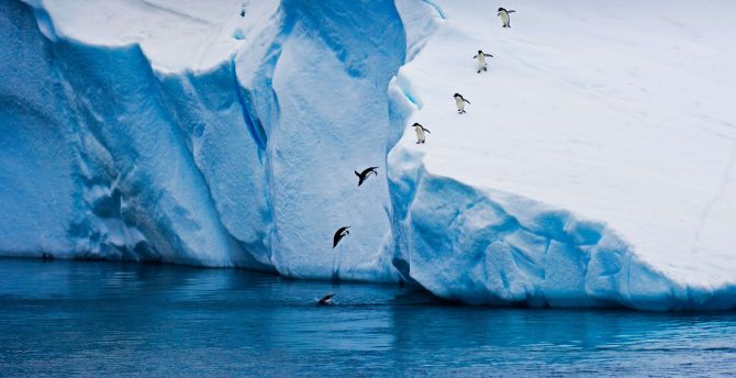 Penguin jump, glacier, ice winter, nature wallpaper
