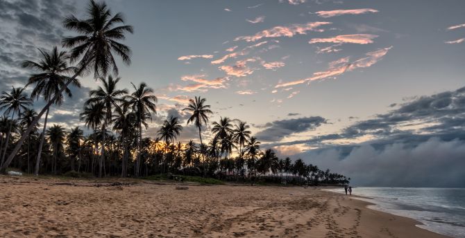 Sunset, beach, palm tree, sky wallpaper