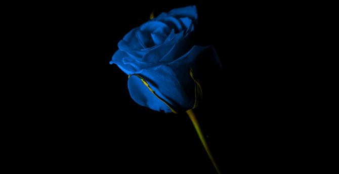 Portrait of blue rose, beautiful flower, dark wallpaper