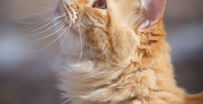 Feline, cat, looking up, orange wallpaper