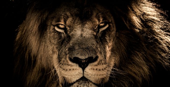 African lion, beast, predator, muzzle wallpaper