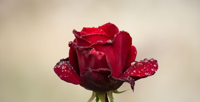 Red Rose, water drops, bud wallpaper
