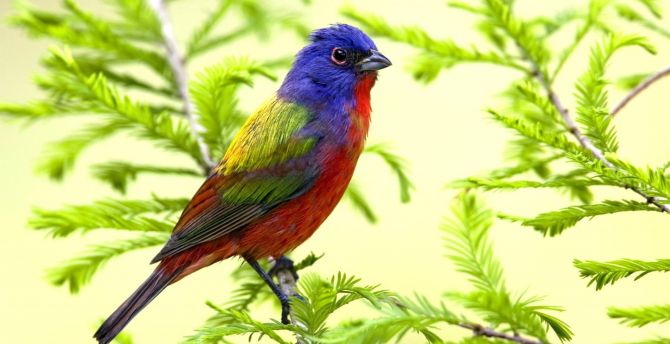 Colorful bird, exotic wallpaper