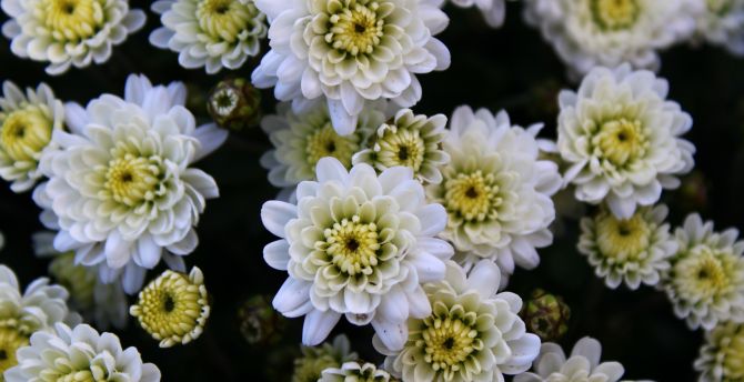White, Chrysanthemum, flowers wallpaper