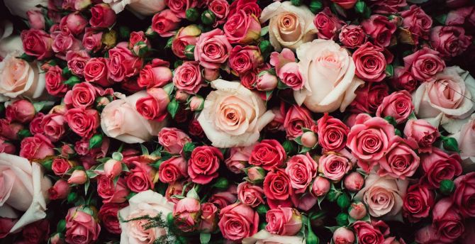 Fresh roses, pink, decoration wallpaper
