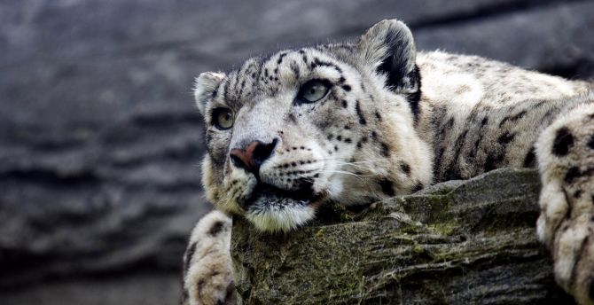 Calm, predator, curious, wild cat, snow leopard wallpaper