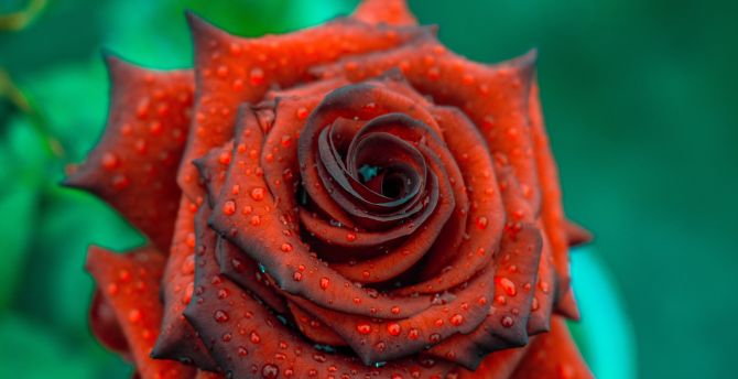 Rose, close up, drops, blood red wallpaper