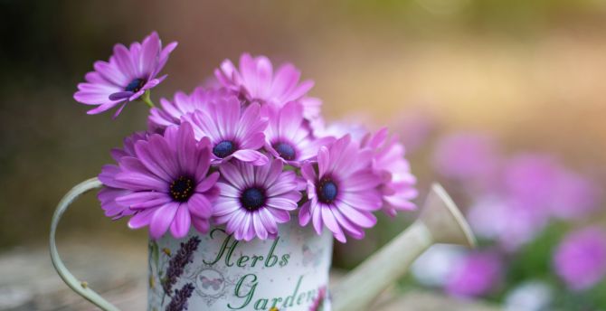 Purple flowers, flower pot wallpaper