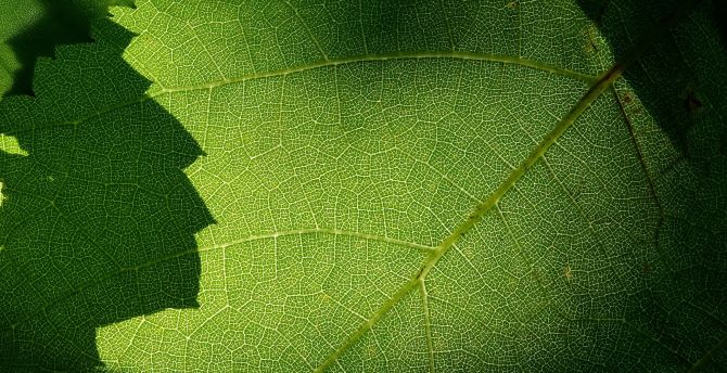 Macro, green leaf, veins wallpaper