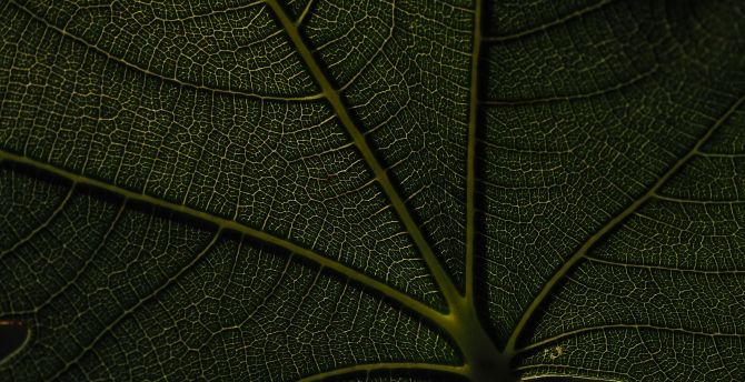 Macro, veins, green leaf wallpaper