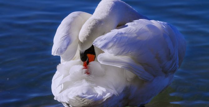 White swan, love bird, swim wallpaper