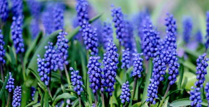 Muscari, hyacinth, blue flowers, bloom wallpaper