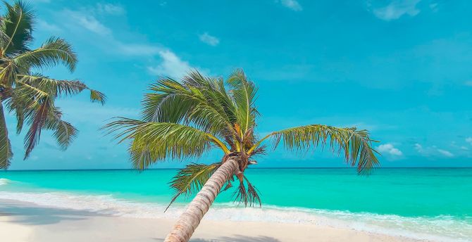 Palm tree, beach, tropical wallpaper