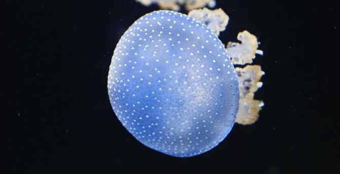 Underwater, blue glow, shine, jellyfish wallpaper