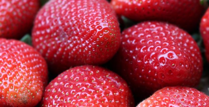 Red fruits, strawberries, close up wallpaper