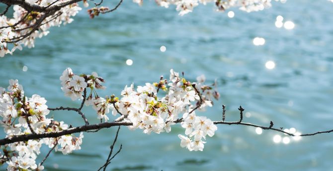 cherry blossom wallpaper desktop