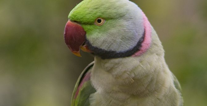 Close up, bird, parrot wallpaper