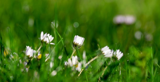 Daisy, buds, grass, meadow, spring wallpaper