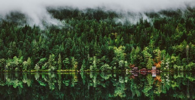 Green nature, reflections of trees, lake and trees, forest wallpaper