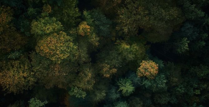 Dense forest, green trees, nature, aerial view wallpaper