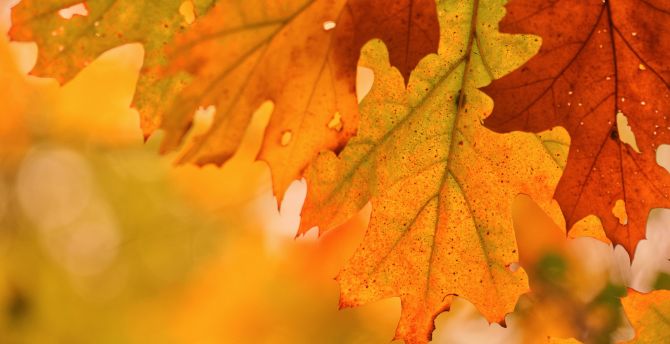 Foliage, autumn, close up, maple leaf wallpaper