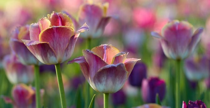 Tulips flowers, pink-white, flowerbed wallpaper