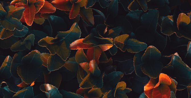 Plant leaves, bright glow, surface wallpaper