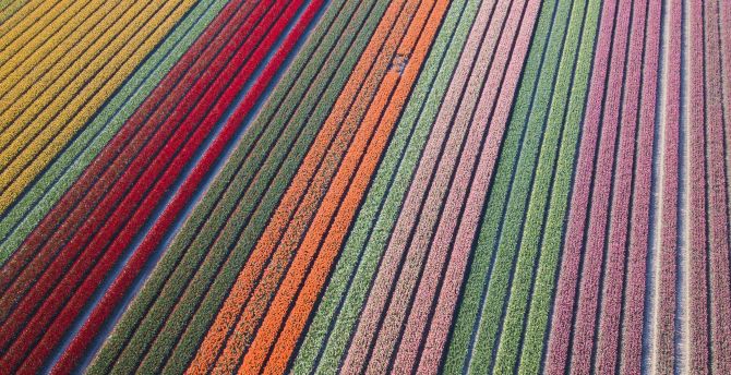 Colorful, flowers farms, aerial view wallpaper