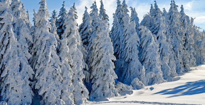 Wintry season, day, trees, snow wallpaper