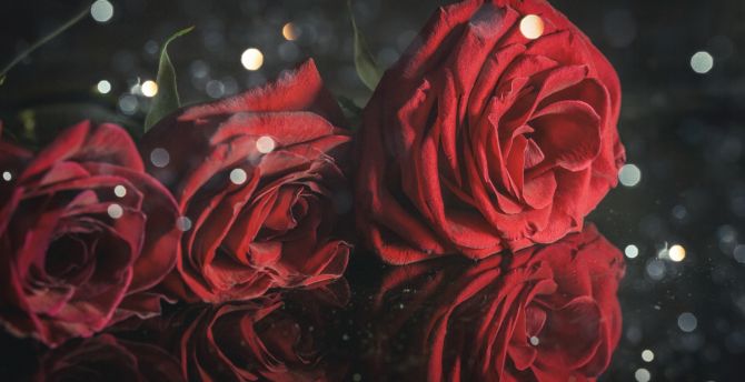 Red roses, close up wallpaper