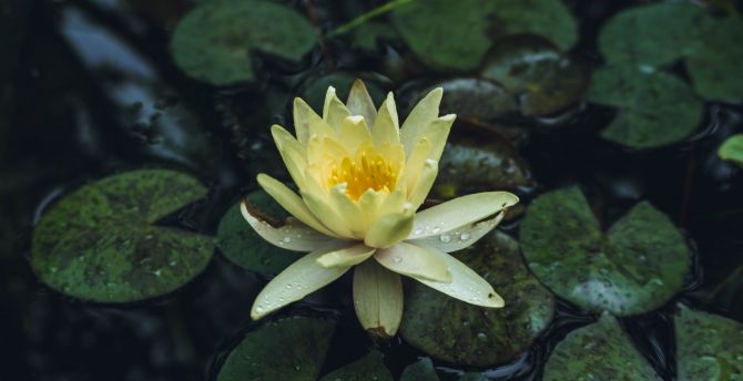 Drops, yellow flower, water lily, bloom wallpaper