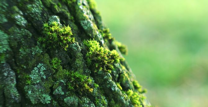 Moss, small grass, bark, close up wallpaper