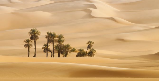 Landscape, desert, palm trees wallpaper
