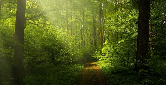 Green forest, woods trails, pathway, sunrays through trees, nature wallpaper