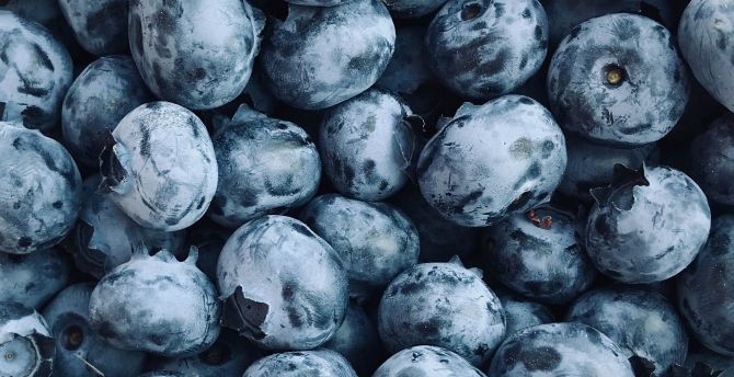 Blueberries, berry fruit, fresh wallpaper