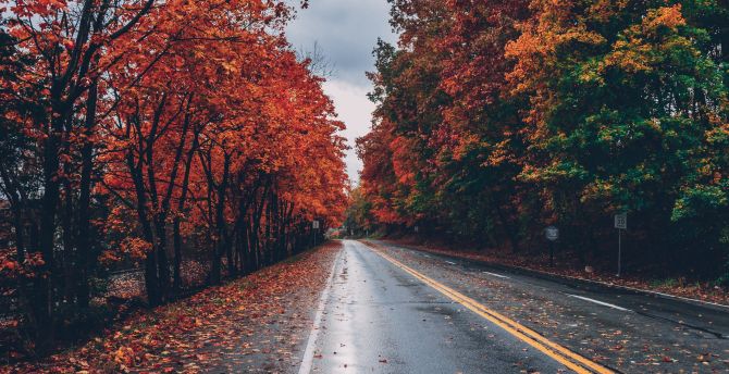 Road, autumn, tree, highway wallpaper