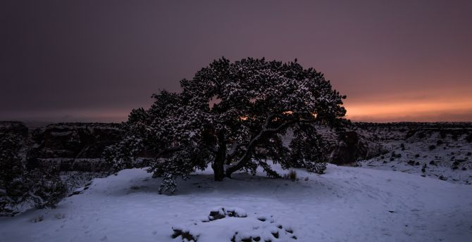 Tree, sunset, winter, landscape wallpaper