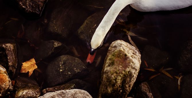 Swan, white, rocks, water, beautiful wallpaper