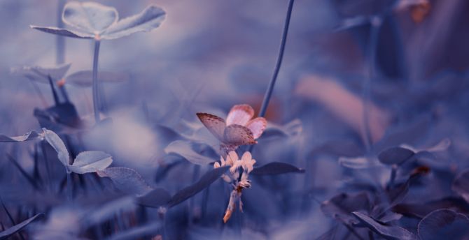 Portrait, butterfly, insect, blur wallpaper