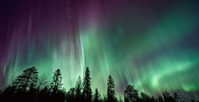 Northern lights, sky, trees, nature wallpaper