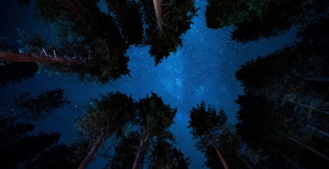 Starry night, nature, sky, trees wallpaper