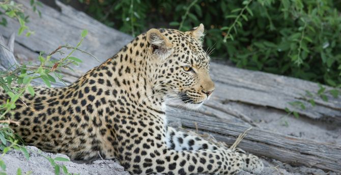 African leopard, wild animal, predator, relaxed wallpaper