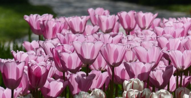 Tulip, pink, spring, flowers wallpaper