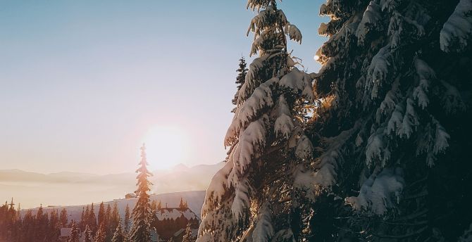 Sunrise, tree, winter, landscape wallpaper