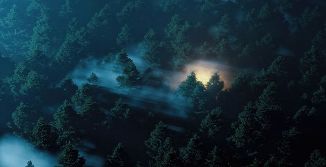 Enchanted morning, twilight in the dark forest, misty day wallpaper