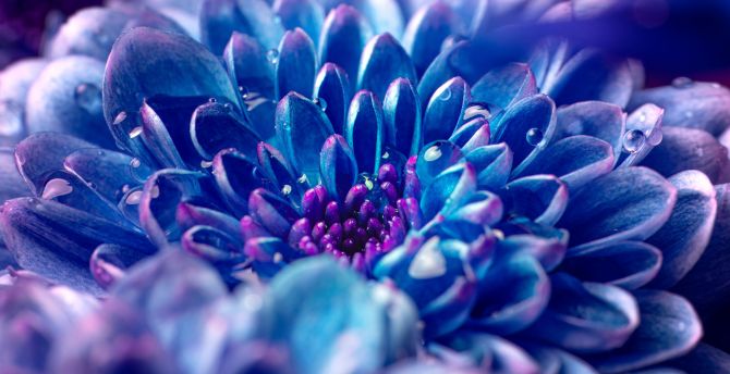 Blue flower, Dahlia, close-up wallpaper